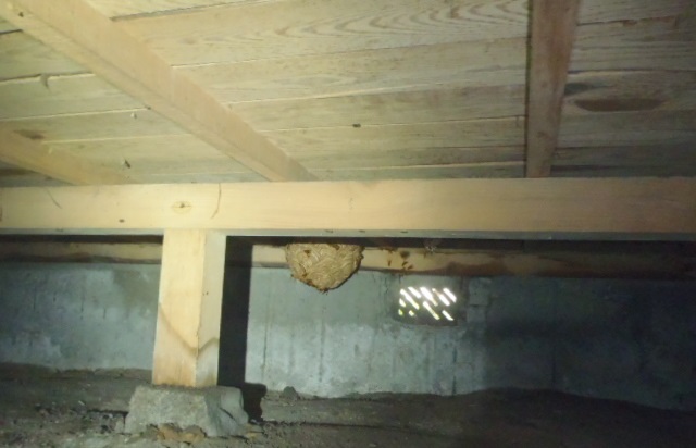 床下に造ったスズメバチの巣