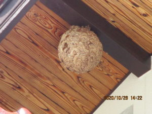 2階軒下に造った40㎝超えのスズメバチの巣