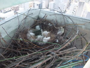 撤去当日のカラスの巣